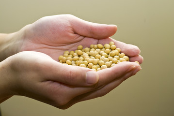 soybeans in hands
