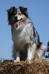 Australian Shepherd auf einem Strohballen