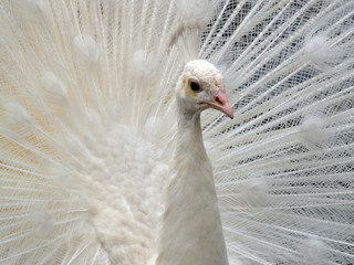 Fototapeta premium weißer Pfau