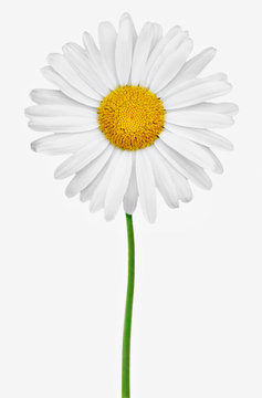 blume