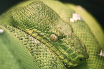 green python