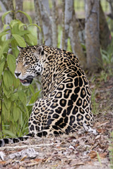 regard du jaguar