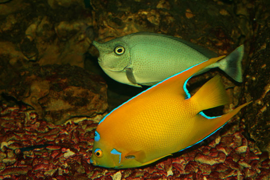 Nasenfisch Images Browse 5 Stock Photos, Vectors, and Video Adobe Stock