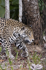 Fototapeta na wymiar uważają jaguar