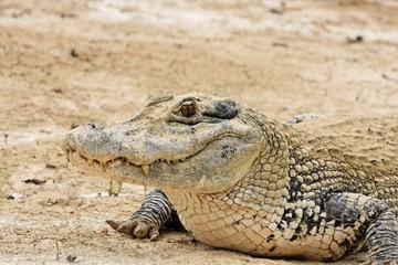 Caiman