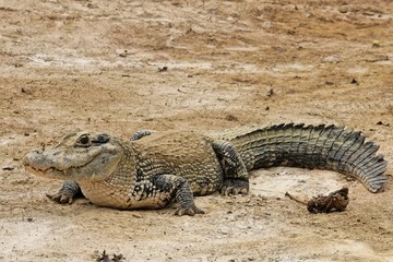 Caiman