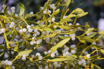 Wei&szlig;beerige Mistel (Viscum album)