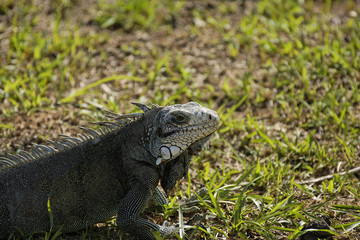 gros plan sur un iguane