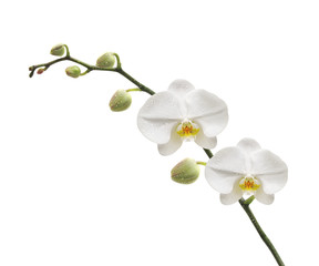 Naklejka na ściany i meble White Orchid