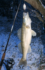 winter zander