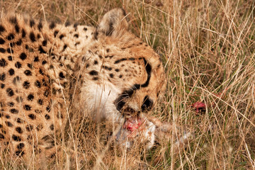 Cheetah tearing at his prey