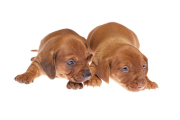 Dachshund puppies 010