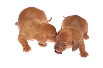 Dachshund puppies 08