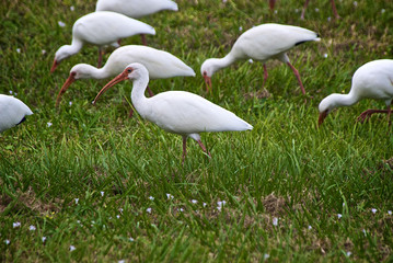 group of herons