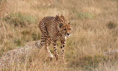 Cheetah loping along through dried grass