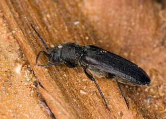 Extreme close-up of pine longhorn beetle (Asemum striatum)