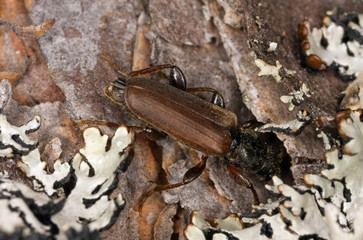 Brown spruce longhorn beetle (Tetropium fuscum)