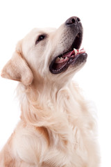 Golden Retriever Portrait
