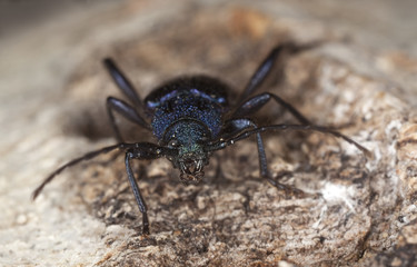Violet tanbark beetle (Callidium violaceum) Extreme close-up.