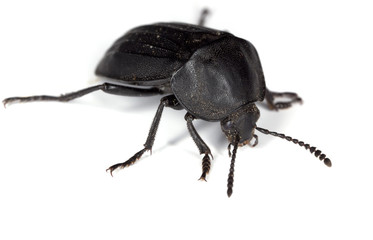 European carrion beetle (Phospuga atrata) Extreme close-up.