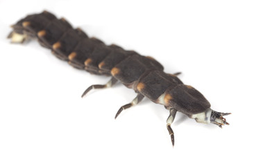 Larvae of Glow-worm (Lampyris noctiluca) isolated on white.