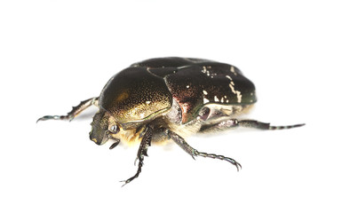 Rose chafer (Cetonia aurata) isolated on white background.