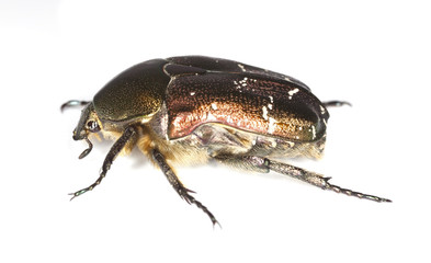 Rose chafer (Cetonia aurata) isolated on white background.