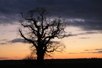 Fototapeta na wymiar Samotne drzewo na dramatyczne niebo podczas wieczornych