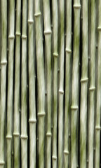 light green bamboo