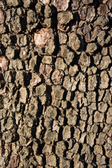 Tree bark