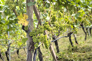 tempo di vendemmia