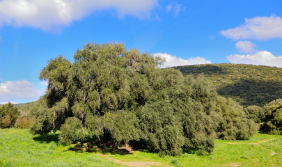 Ulivo Secolare Sardo
