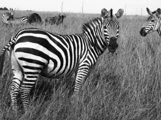Fototapeta na wymiar Zebra czarny i biały
