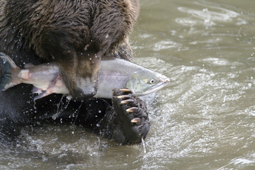 The bear has seized fish