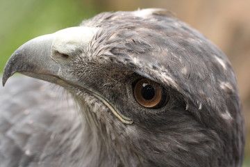 Eagle´s head
