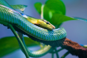 Green Tree Snake