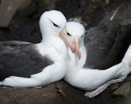 Albatross Cuddle