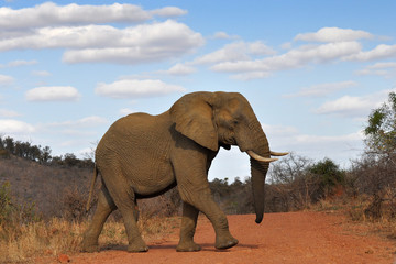 Fototapeta na wymiar elephant crossing red road w Kruger National pkt., South Africa