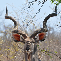 kudu antelope in Kruger national park,S. Africa