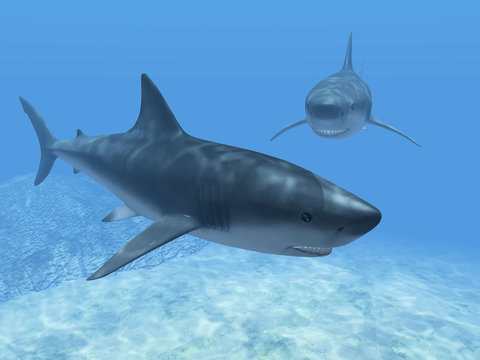 les requins