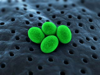 Staphylococcus - Bakterien