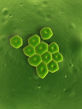 Acinetobacter - Bakterien