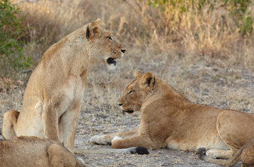 Lions at rest