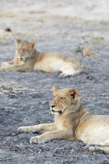 Fototapeta na wymiar Lions at rest