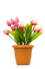 Pot with tuplis isolated on white