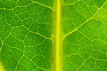 Very extreme close up of green leave