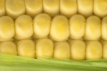 corn, maize