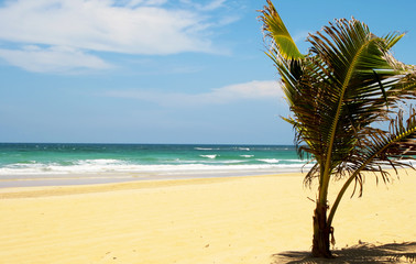 View of a Carribean beach with palm trees.