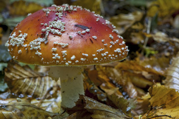 Amanite tue-mouches ou fausse oronge (Amanita muscaria)