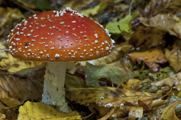 Amanite tue-mouches ou fausse oronge (Amanita muscaria)